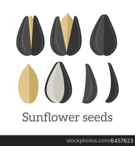 Sunflower seeds vector in flat style design. Traditional raw, salty, fried snack, diet product, culinary ingredient, source of vitamins, elements, fatty acids and oil. Isolated on white background.. Sunflower Seeds Vector Illustration in Flat Design