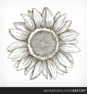 Sunflower sketch, hand drawing, vector illustration