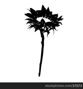 Sunflower stencil silhouette isolated on white