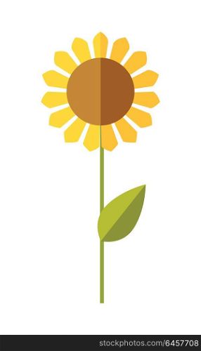 Sunflower vector. Flat design. Traditional agricultural plant. Illustration for organic farming, industrial growing companies, grocery shops ad, logo element, icons, infographics. . Sunflower, wheat, corn vector illustration.