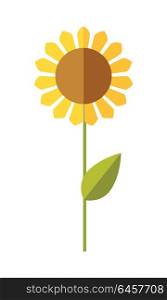 Sunflower vector. Flat design. Traditional agricultural plant. Illustration for organic farming, industrial growing companies, grocery shops ad, logo element, icons, infographics. . Sunflower, wheat, corn vector illustration.
