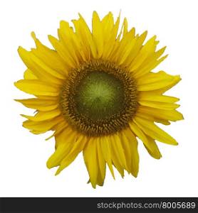 Sunflower. Vector illustration.