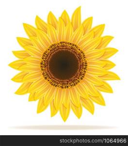 sunflower vector illustration isolated on white background