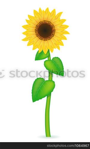 sunflower vector illustration isolated on white background
