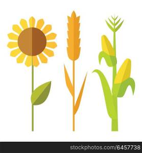 Sunflower, wheat, corn vector. Flat design. Traditional agricultural plants. Illustration for organic farming, industrial growing companies, grocery shops ad, logo element, icons infographics . Sunflower, wheat, corn vector illustration.