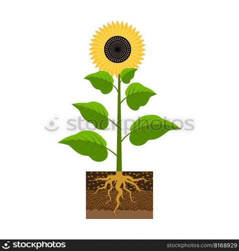 Sunflower with a root. Agriculture background. Vector illustration. EPS 10.. Sunflower with a root. Agriculture background. Vector illustration.