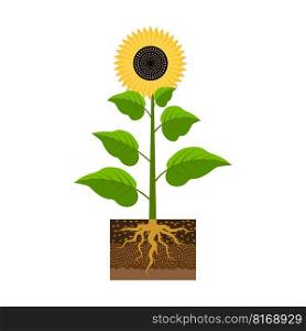 Sunflower with a root. Agriculture background. Vector illustration. EPS 10.. Sunflower with a root. Agriculture background. Vector illustration.
