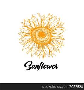 Sunflower yellow blooming sketch illustration. Summer flower with black calligraphy. Helianthus outline logo drawing. Floral, botanical isolated clipart. Eco farming logotype design vector idea. Sunflower yellow blossom hand drawn illustration