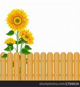 Sunflowers and a fence on a white background