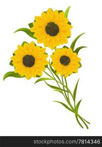 Sunflowers illustration, isolated and grouped objects over white background.