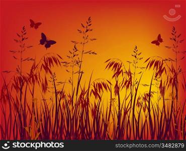 sunset background with grass and flowers