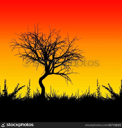 Sunset tree