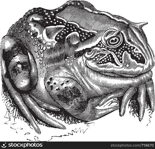 Surinam Horned Frog or Amazonian Horned Frog or Ceratophrys cornuta, vintage engraving. Old engraved illustration of a Surinam Horned Frog.