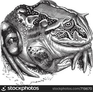 Surinam Horned Frog or Amazonian Horned Frog or Ceratophrys cornuta, vintage engraving. Old engraved illustration of a Surinam Horned Frog.