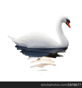Swan, vector illustration