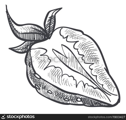 Sweet berry cut in half, isolated strawberry with leaf monochrome sketch outline. Freshness and organic, healthy food and eating, exotic production in shop, store or market. Vector in flat style. Strawberry cut in half, organic sweet berry vector