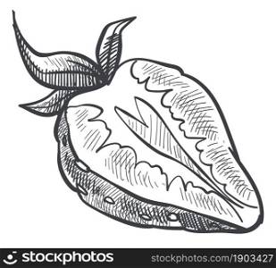 Sweet berry cut in half, isolated strawberry with leaf monochrome sketch outline. Freshness and organic, healthy food and eating, exotic production in shop, store or market. Vector in flat style. Strawberry cut in half, organic sweet berry vector
