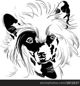Sweet dog Chinese Crested breed hand drawing vector