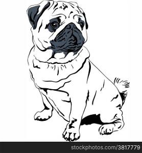 Sweet dog pug breed hand drawing vector