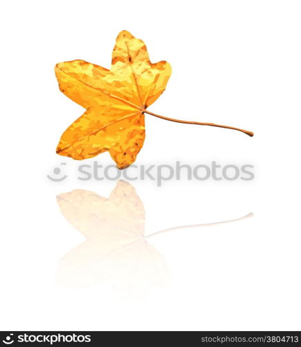 sweet gum leaf with yellow, orange colors, vector. sweet gum leaf