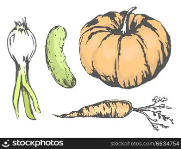 Sweet pumpkin, juicy cucumber, crispy carrot and spicy leek isolated vector illustrations set on white background. Tasty autumn harvest sketches.. Delicious and Healthy Vegetables Illustrations Set