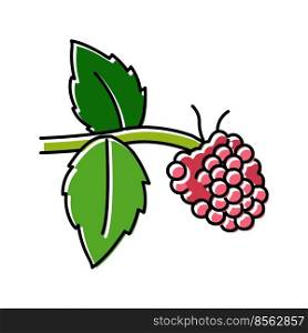 sweet raspberry fruit color icon vector. sweet raspberry fruit sign. isolated symbol illustration. sweet raspberry fruit color icon vector illustration