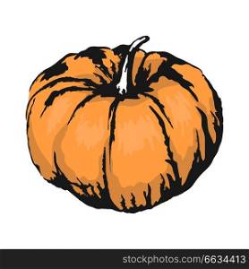 Sweet ripe organic pumpkin with small tail isolated sketch on white background. Delicious healthy gourd plant vector illustration.. Sweet Ripe Pumpkin Isolated Sketch Illustration