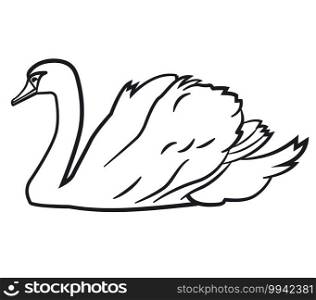 swimming swan