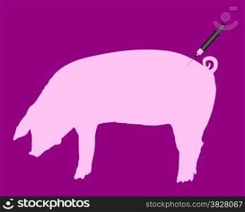 Swine gets an inoculation because of swine flu