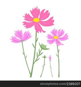 Symbol of Love, Illustration of Bright and Beautiful Pink Cosmos Flowers or Cosmos Bipinnatus Isolated on White Background. 