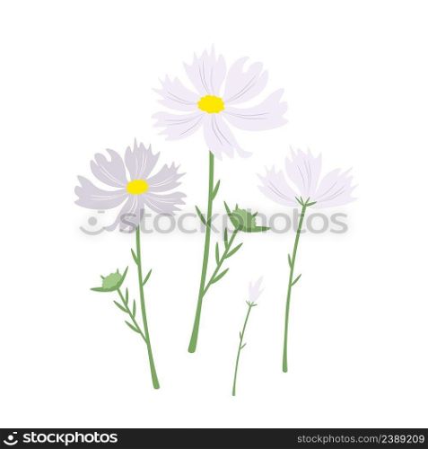 Symbol of Love, Illustration of Bright and Beautiful White Cosmos Flowers or Cosmos Bipinnatus Isolated on White Background.  