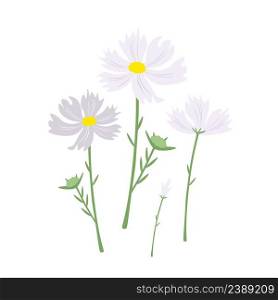 Symbol of Love, Illustration of Bright and Beautiful White Cosmos Flowers or Cosmos Bipinnatus Isolated on White Background.  