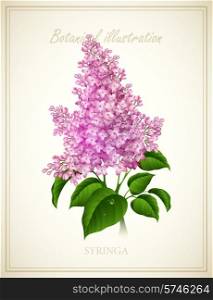 Syringa flower. Nature Botanical Vector illustration EPS 10