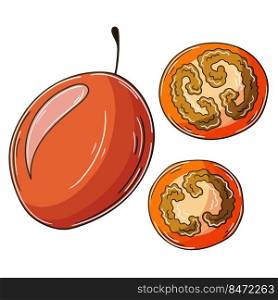 Tamarillo. Set of vector illustrations in hand drawn style. Children&rsquo;s drawings, poster with fruits. Collection of icons, signs, pins, stickers. Set of vector illustrations in hand drawn style