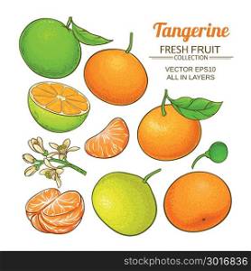 tangerine fruit vector set. tangerine fruit vector set on white background