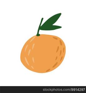 Tangerine isolated on white background. Christmas fruit in doodle vector illustration.. Tangerine isolated on white background. Christmas fruit in doodle.