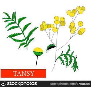 Tansy flower. Medicinal plants. Tansy. Wildflowers. Isolated on white vector illustration. Tansy flower. Medicinal plants. Tansy. Wildflowers. Isolated on white. vector illustration.