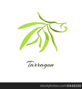 Tarragon herb. Vector illustration. Tarragon herb or Artemisia dracunculus. Vector illustration