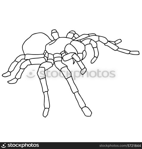 Tattoo spider tarantula on Blom background