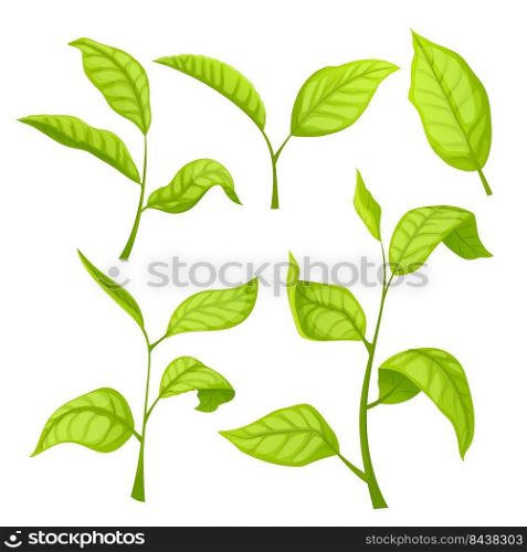 tea green leaf set cartoon. fresh plant, herd leaves, nature branch, drink tree tea green leaf vector illustration. tea green leaf set cartoon vector illustration