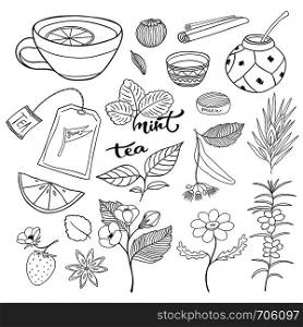 Tea hand drawn collection. Vector herbal plants and elements for tea packaging design. Tea hand drawn isolated collection. Vector herbal plants and elements for tea packaging design