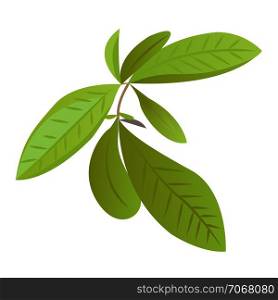 Tea leaves herbal green ceylon agriculture vector illustration isolated on a white background