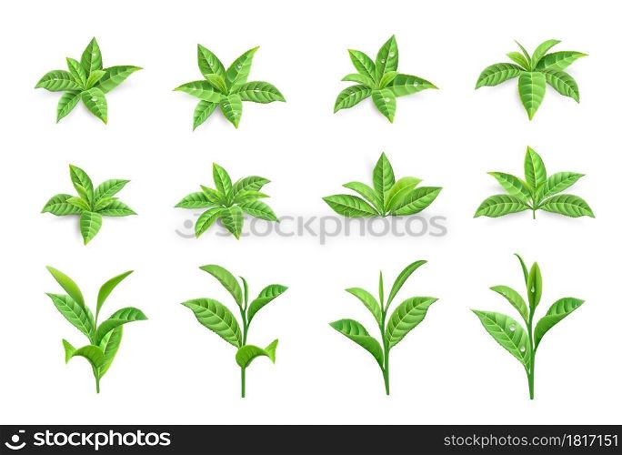 Tea leaves. Realistic green tree foliage. Branches with young twigs and dew drops. Isolated bush greenery set. Morning drink natural fresh ingredients on white. Vector organic plants stems collection. Tea leaves. Realistic green tree foliage. Branches with young twigs and dew. Isolated bush greenery set. Morning drink natural ingredients on white. Vector organic plants stems collection