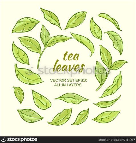 tea leaves set. Illustration with green tea leaves on color background