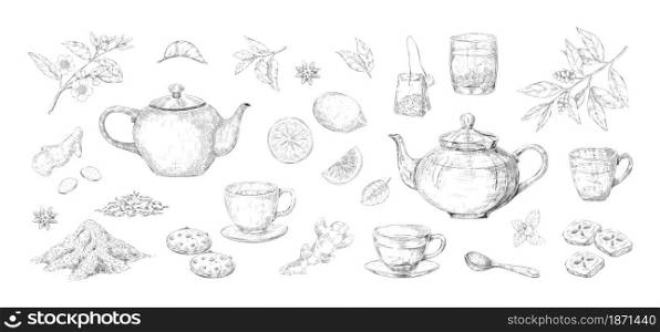Tea set sketch. Hand drawn kettle and cup with green and black teabags. Citrus lemon or sugar pieces. Isolated anis and mint leaves. Vector teapot and glass of hot herbal drink engraving collection. Tea set sketch. Hand drawn kettle and cup with green and black teabags. Citrus lemon or sugar. Isolated anis and mint leaves. Vector teapot and glass of hot herbal drink collection