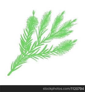Tea tree branch with flowers. icon isolated on white background flat. Tea tree branch with flowers. vector illustration