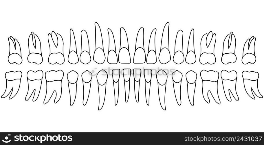 teeth chart tooth, the front side of a person&rsquo;s teeth , chart for dental clinic, vector template dentist
