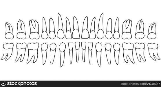 teeth chart tooth, the front side of a person&rsquo;s teeth , chart for dental clinic, vector template dentist
