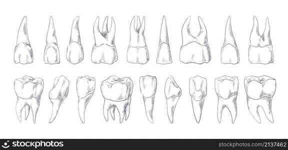 Teeth sketch. Hand drawn different types of human tooth collection. Dentist graphic template. Isolated engraving fangs and molars. Dental oral care. Toothache medical treatment. Vector stomatology set. Teeth sketch. Hand drawn different types of human tooth collection. Dentist graphic template. Engraving fangs and molars. Dental oral care. Toothache treatment. Vector stomatology set