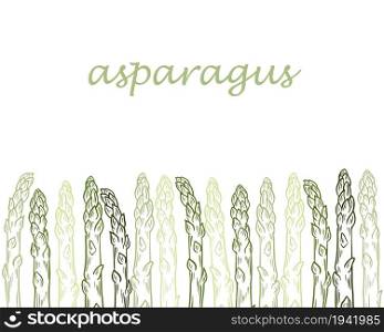 Template with growing sprouts of asparagus, vector illustration. Background with green asparagus pods, hand engraved. Vintage, food sketch.. Template with growing sprouts of asparagus, vector illustration.